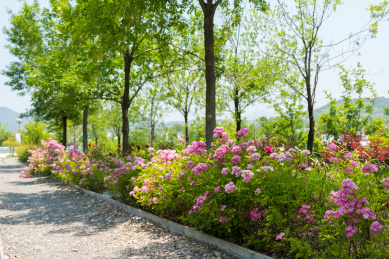 公园里盛开的粉色野生蔷薇花