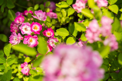 公园里盛开的粉色野生蔷薇花