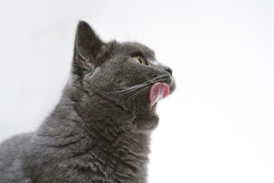 可爱的英国短毛猫侧脸特写