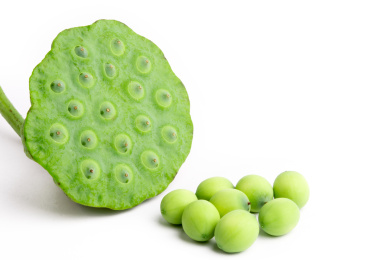 白色背景上放着一个莲蓬和几颗新鲜莲子