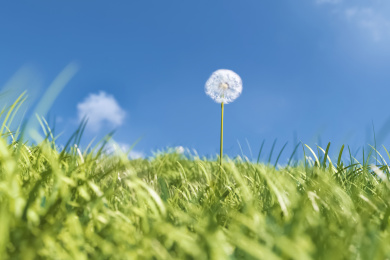 春季的蓝天下蒲公英生长在草原上——3d渲染