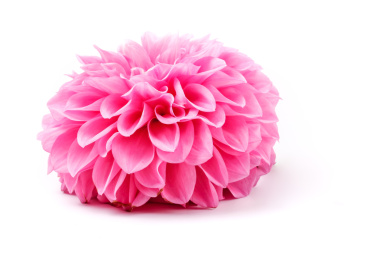  一朵大理菊花在白底上