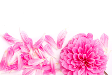 大丽花花瓣从画面下方切进来