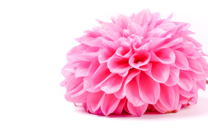 大丽花花朵花瓣