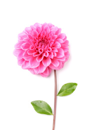 大丽花菊花牡丹