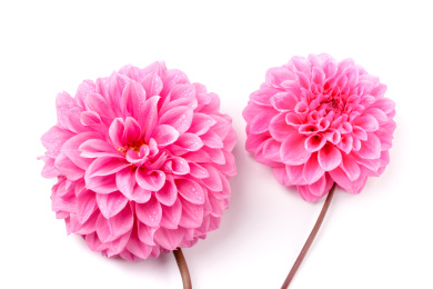 两朵新鲜大丽花在白底上