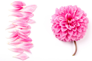 大丽花花朵和花瓣在白底上