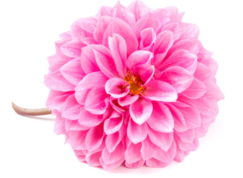 绽放的大丽花放在白底上