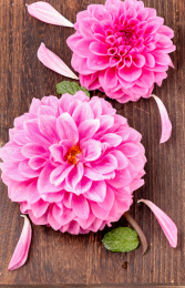 荷兰进口大丽花