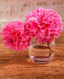 两朵大丽花在水杯里