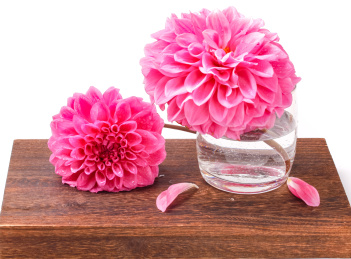 大丽花在木板上