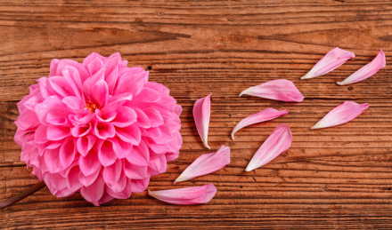 粉色芙蓉大丽花