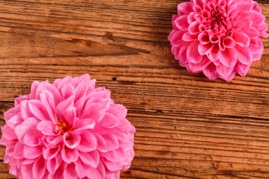 两朵大丽花花球在木纹底上