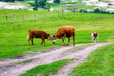 中国内蒙古赤峰坝上乌兰布统大草原牛群