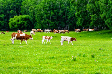 中国内蒙古赤峰坝上乌兰布统大草原牛群