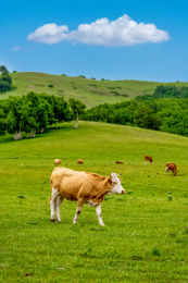 中国内蒙古赤峰坝上乌兰布统大草原牛群