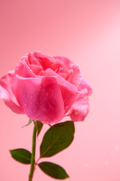 粉色蔷薇花在粉色背景上