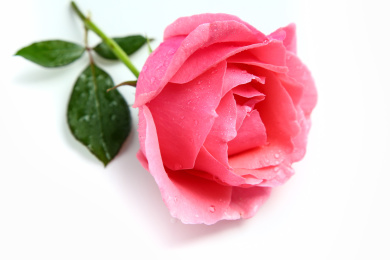 单独一朵玫瑰花在白底上