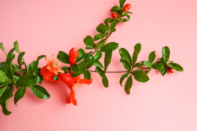 石榴花在白底上