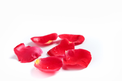 玫瑰花花瓣在白底上