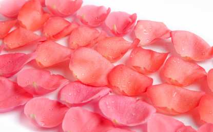 玫瑰花花瓣特写