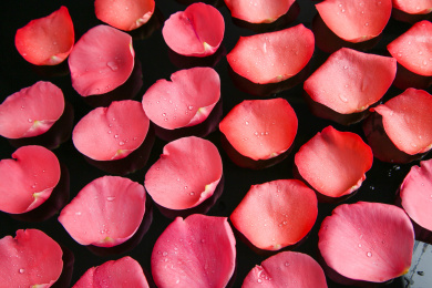 情人节玫瑰花背景纹理