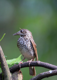 林间停在树枝上的红尾歌鸲