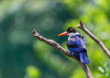 林间停留在树枝上的蓝翡翠