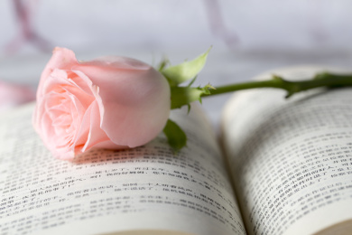 一本打开的书本上放着一朵粉红色的盛开的玫瑰花