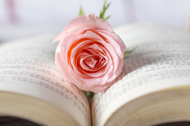 一本打开的书本上放着一朵粉红色的盛开的玫瑰花