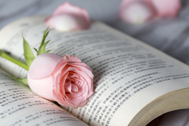 一本打开的书本上放着一朵粉红色的盛开的玫瑰花