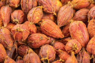 传统中医药材栀子微距特写