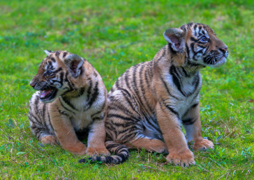 中国梅花山自然保护区里的国家一级保护动物华南虎