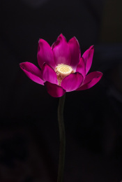 黑色背景前盛开的粉红色荷花特写