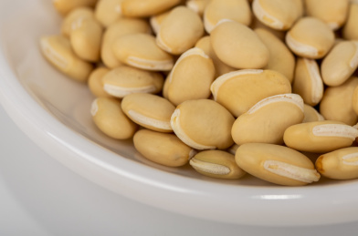 中国中草药植物药材白扁豆白底图