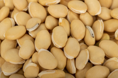 中国中草药植物药材白扁豆白底图