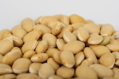 中国中草药植物药材白扁豆白底图