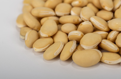 中国中草药植物药材白扁豆白底图