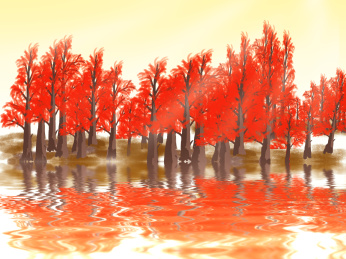 秋日阳光照耀下的红色水杉林