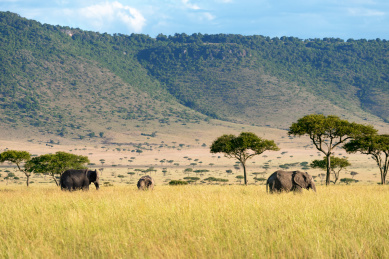 肯尼亚马塞马国家公园中的象群行走在草原上