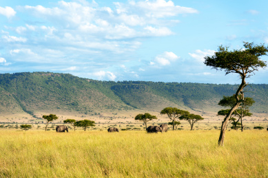 远景看到正在非洲大草原上迁徙的大象们