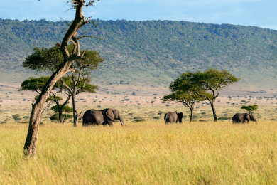 非洲草原上的大象群背后是高山