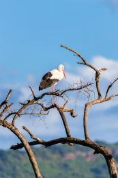 非洲纳瓦沙湖国家公园里在河边树上站着的白鹳（White Stork）