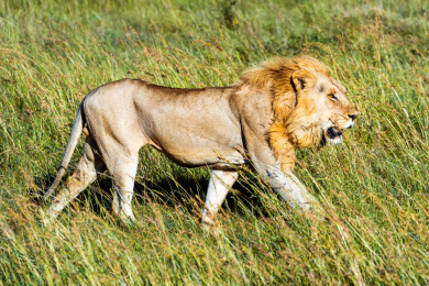 非洲狮子的侧面全身照 肌肉发达身体强壮线条优美