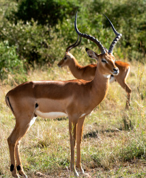 非洲草原上的雄性黑斑羚（Impala）