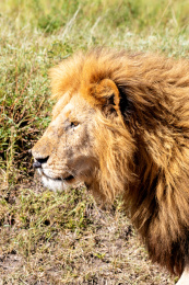在非洲肯尼亚马赛马拉草原上的狮子特写