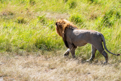 非洲马萨马拉大草原上的狮子的背影 正在离去