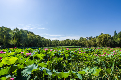 西安兴庆宫公园