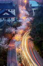 春天中国江苏南京鸡鸣寺旁樱花大道夜景风光