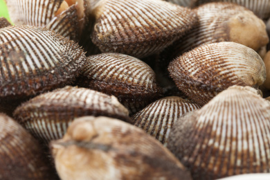 无序摆放着的新鲜扇贝特写